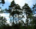 images/Schweden/Schweden 2012/IMG_0659.jpg